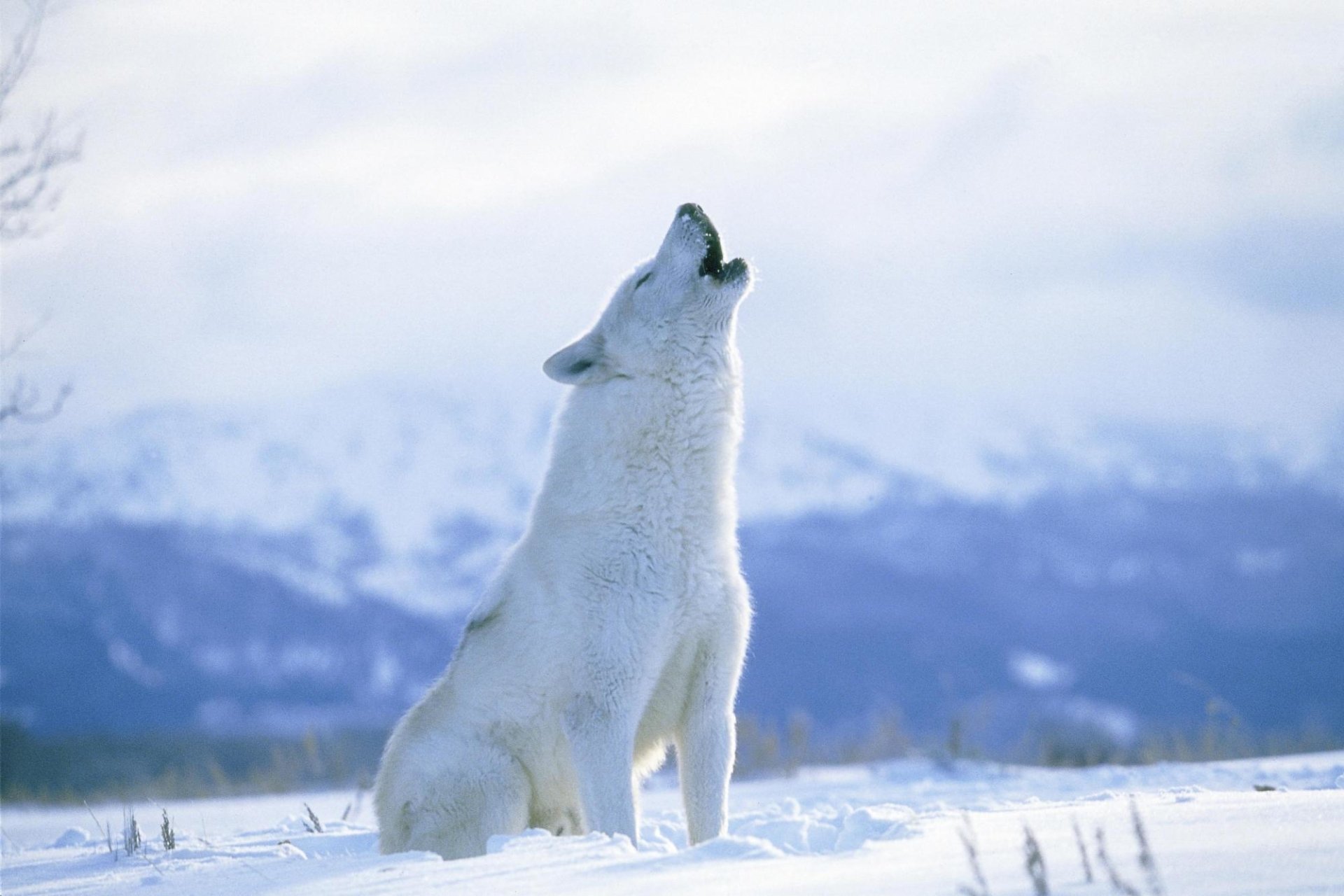 Arctic Wolf Wallpapers