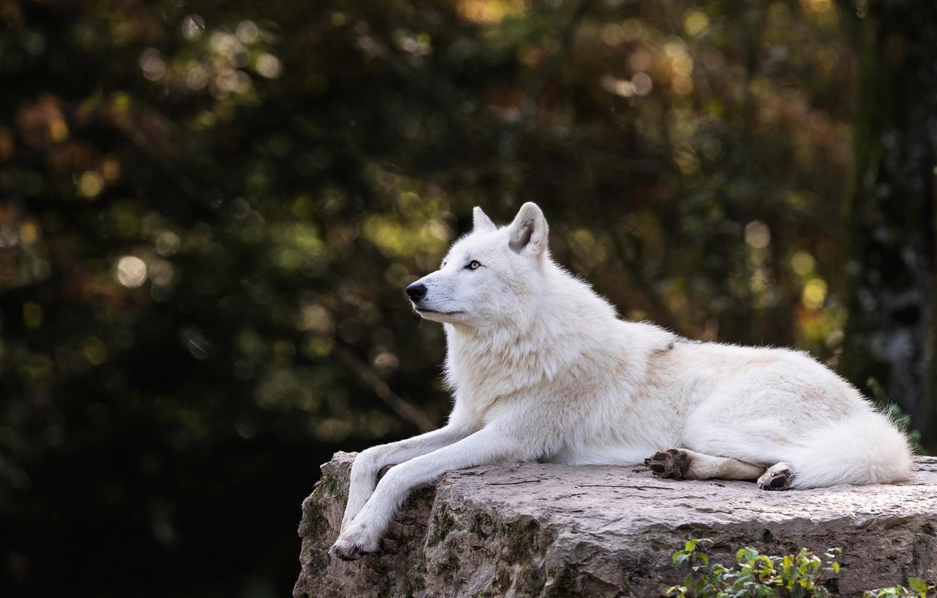 Arctic Wolf Wallpapers