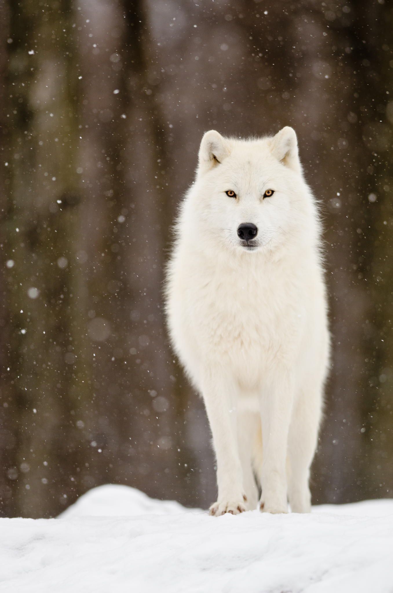 Arctic Wolf Wallpapers