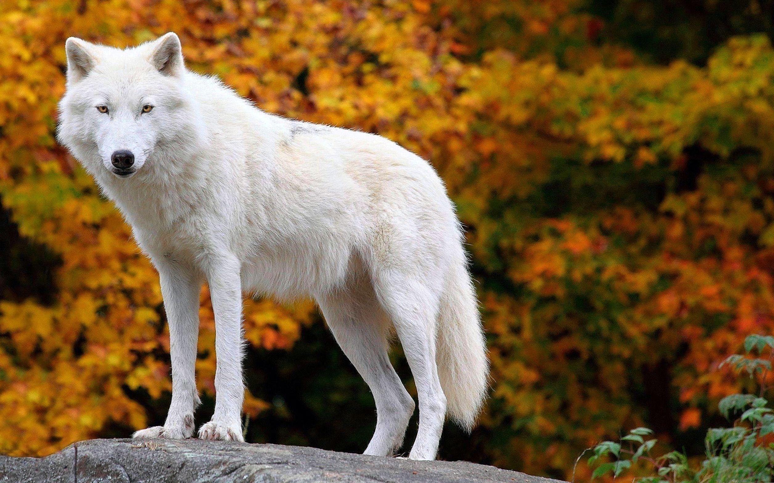 Arctic Wolf Wallpapers