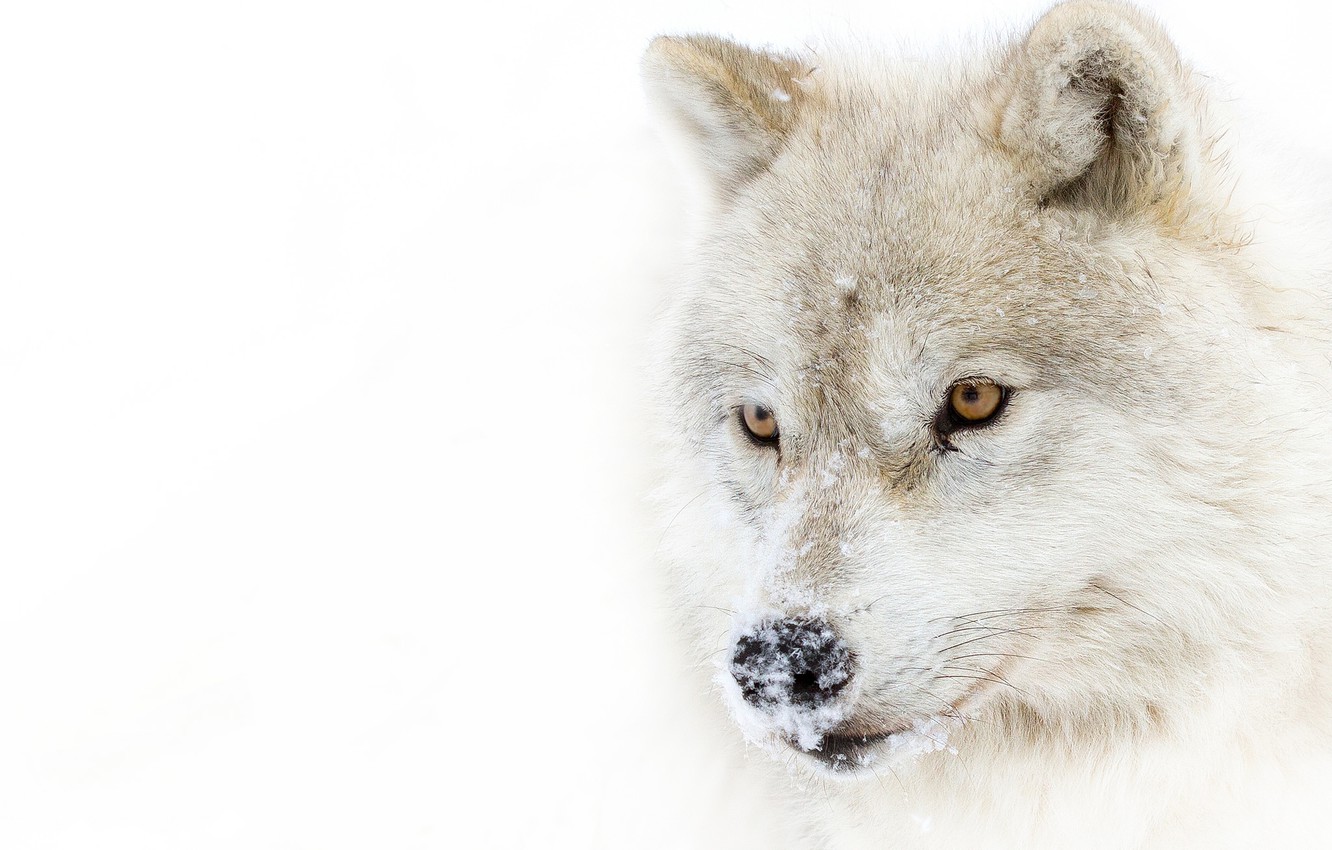 Arctic Wolf Wallpapers