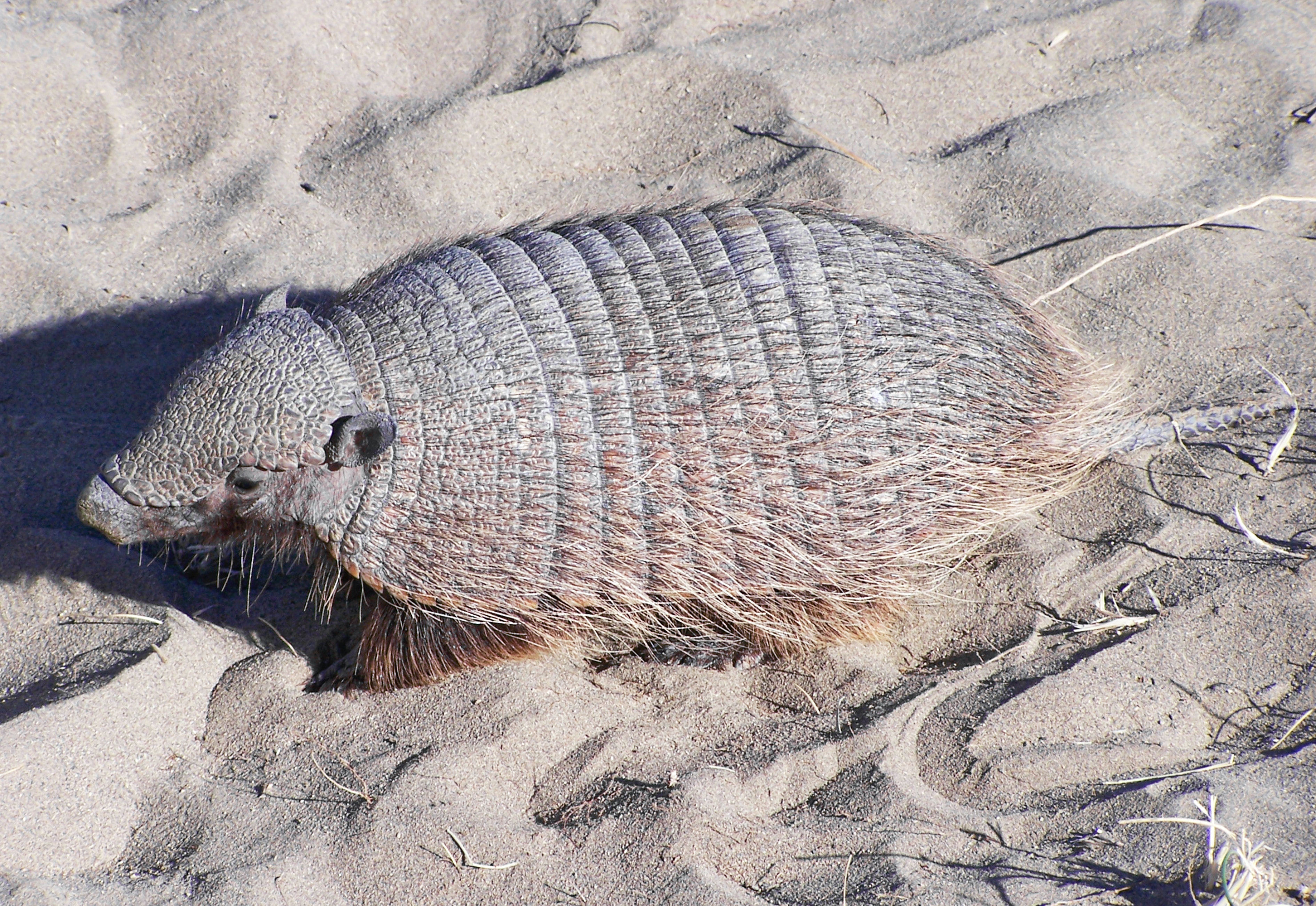 Armadillo Wallpapers