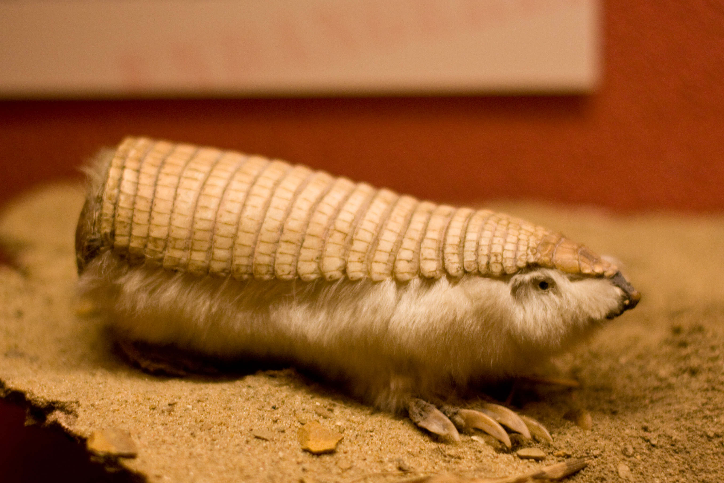 Armadillo Wallpapers