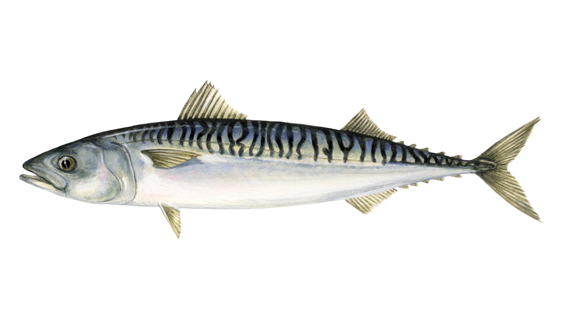 Atlantic Mackerel Wallpapers