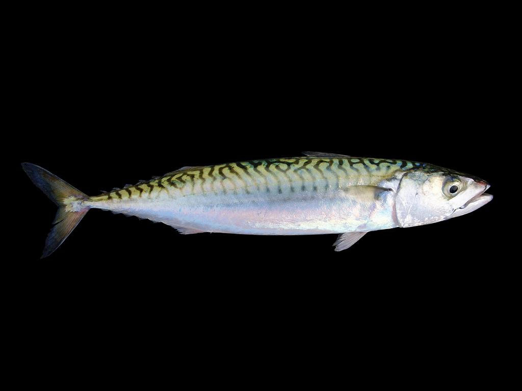 Atlantic Mackerel Wallpapers