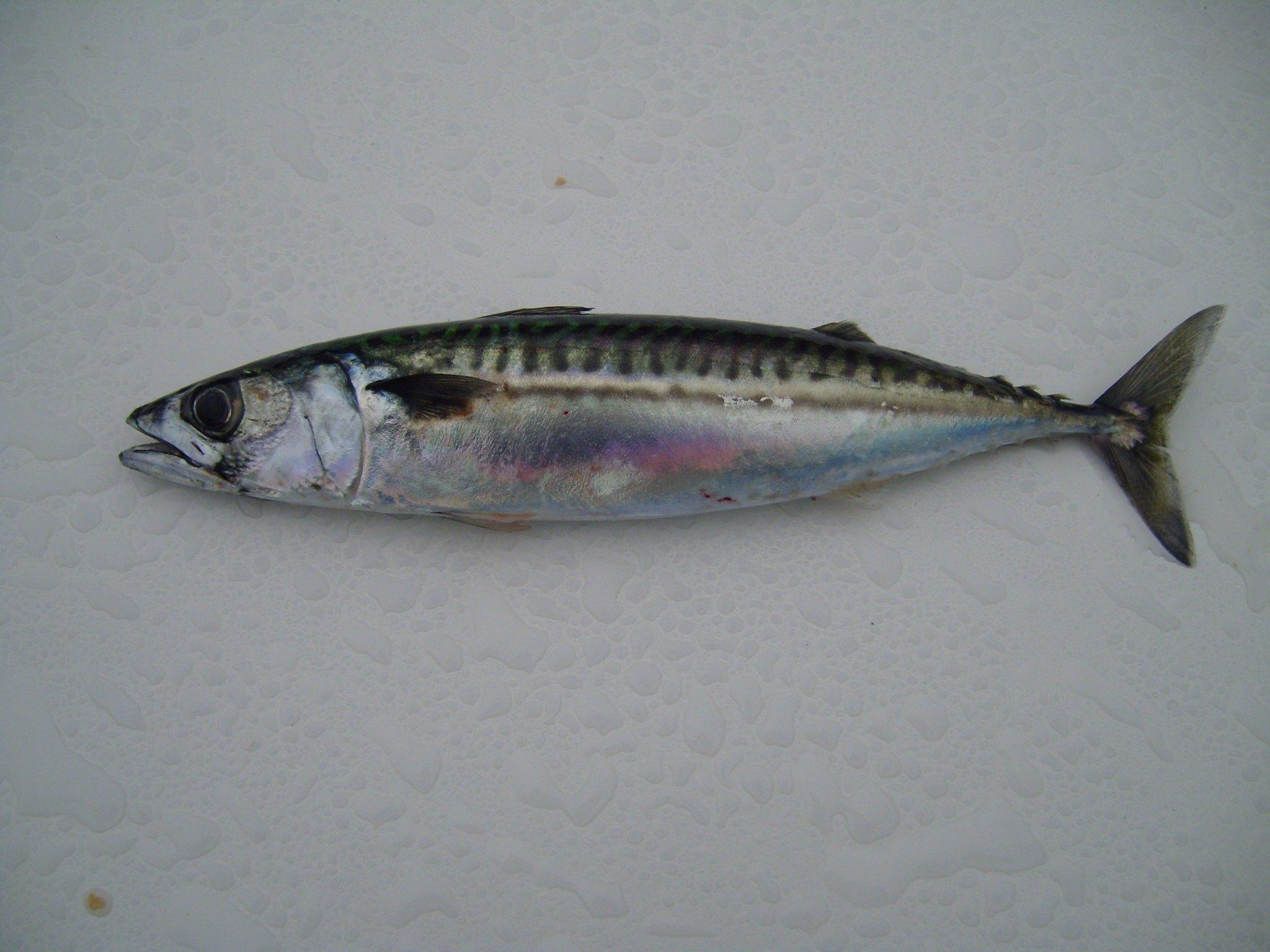 Atlantic Mackerel Wallpapers