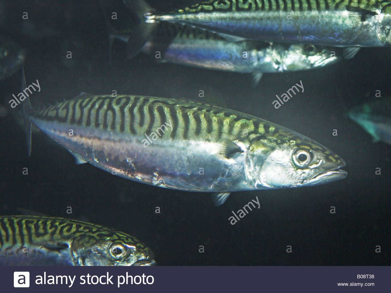 Atlantic Mackerel Wallpapers