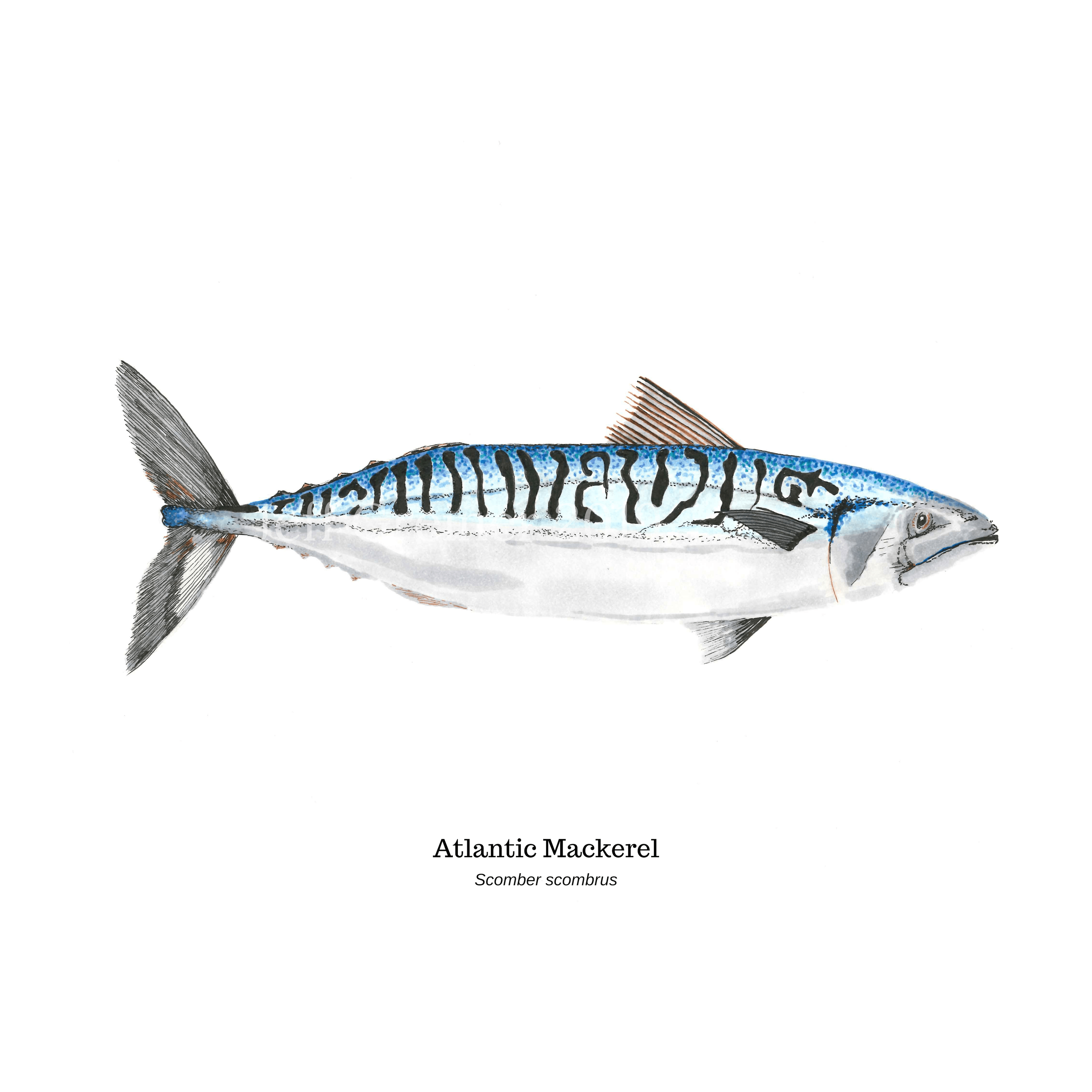 Atlantic Mackerel Wallpapers