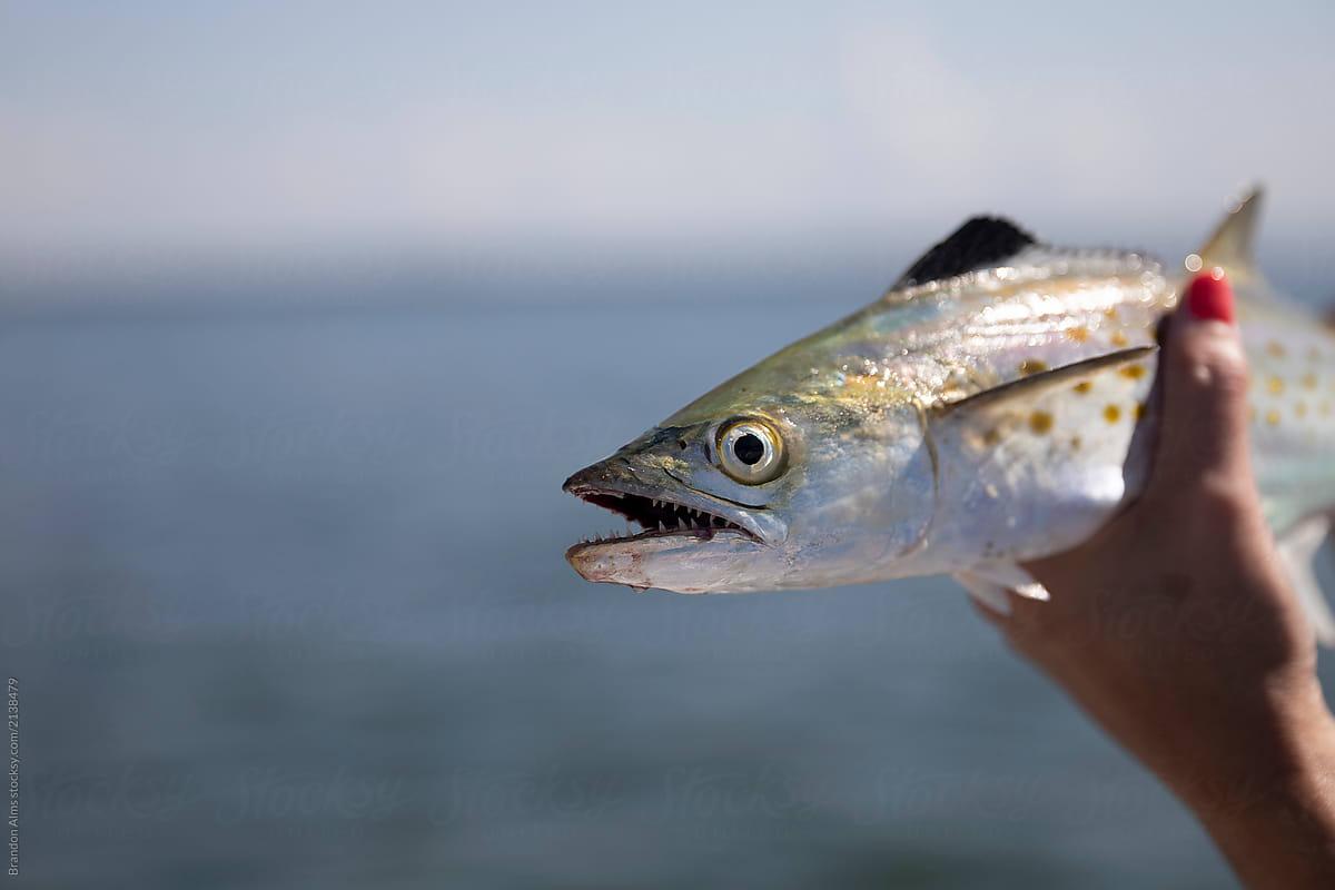 Atlantic Mackerel Wallpapers