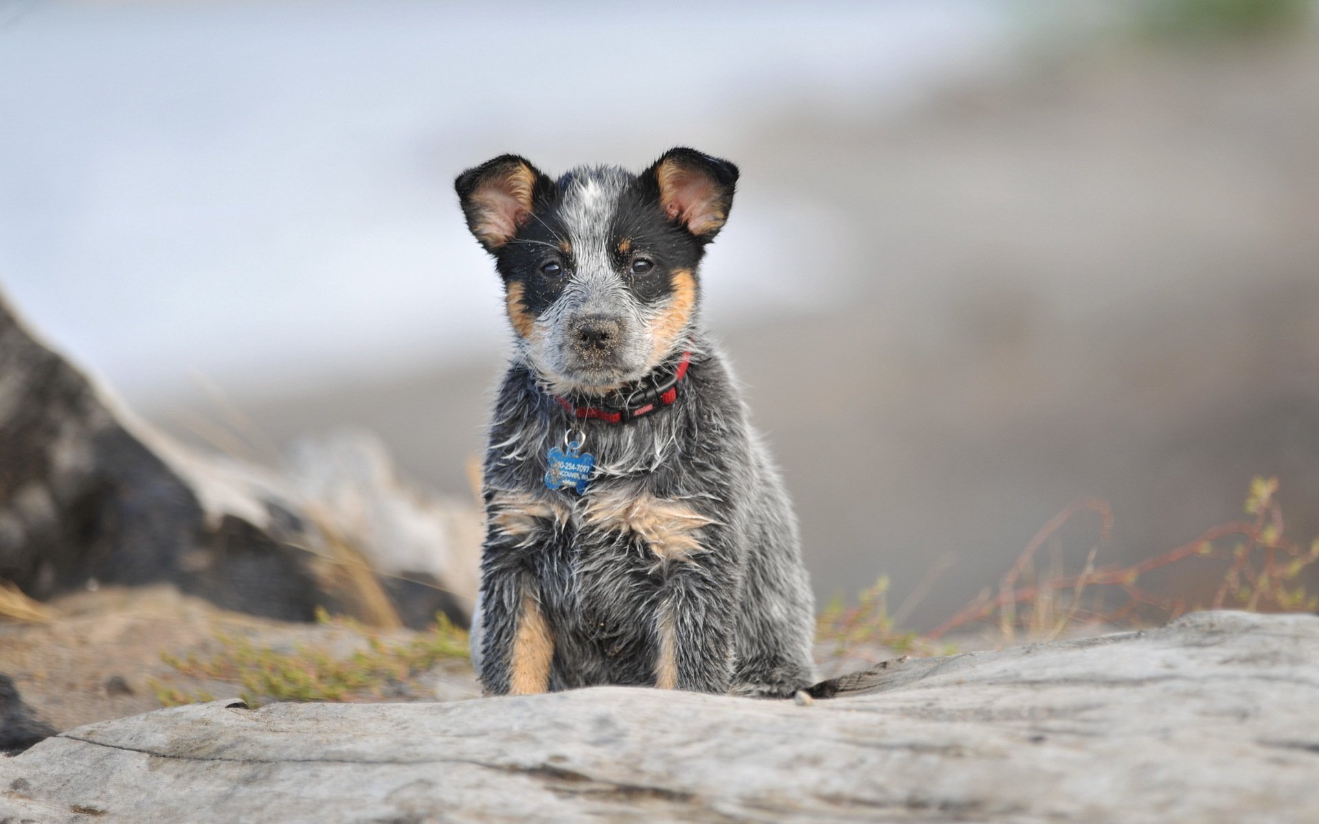 Australian Cattle Dog Wallpapers