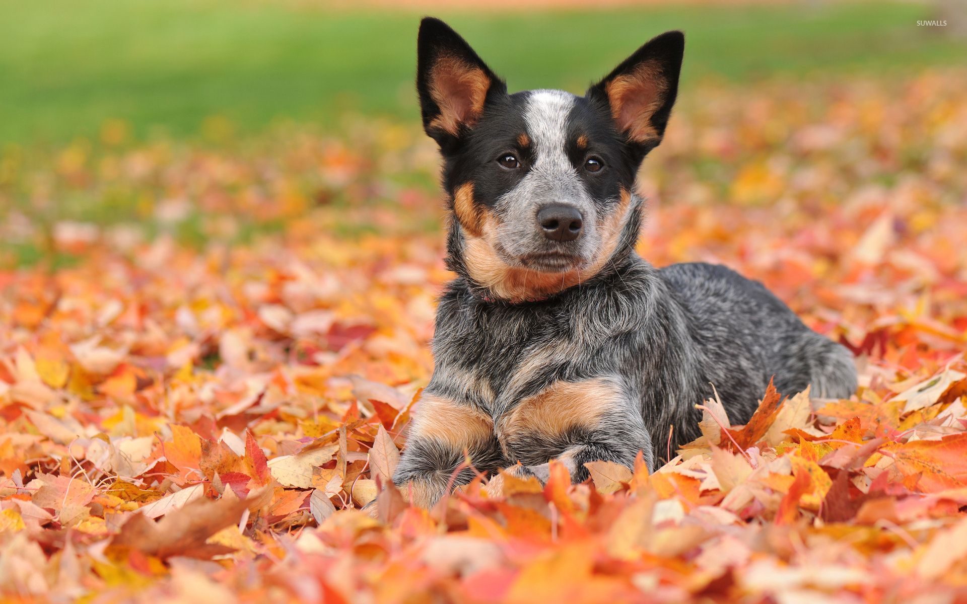 Australian Cattle Dog Wallpapers