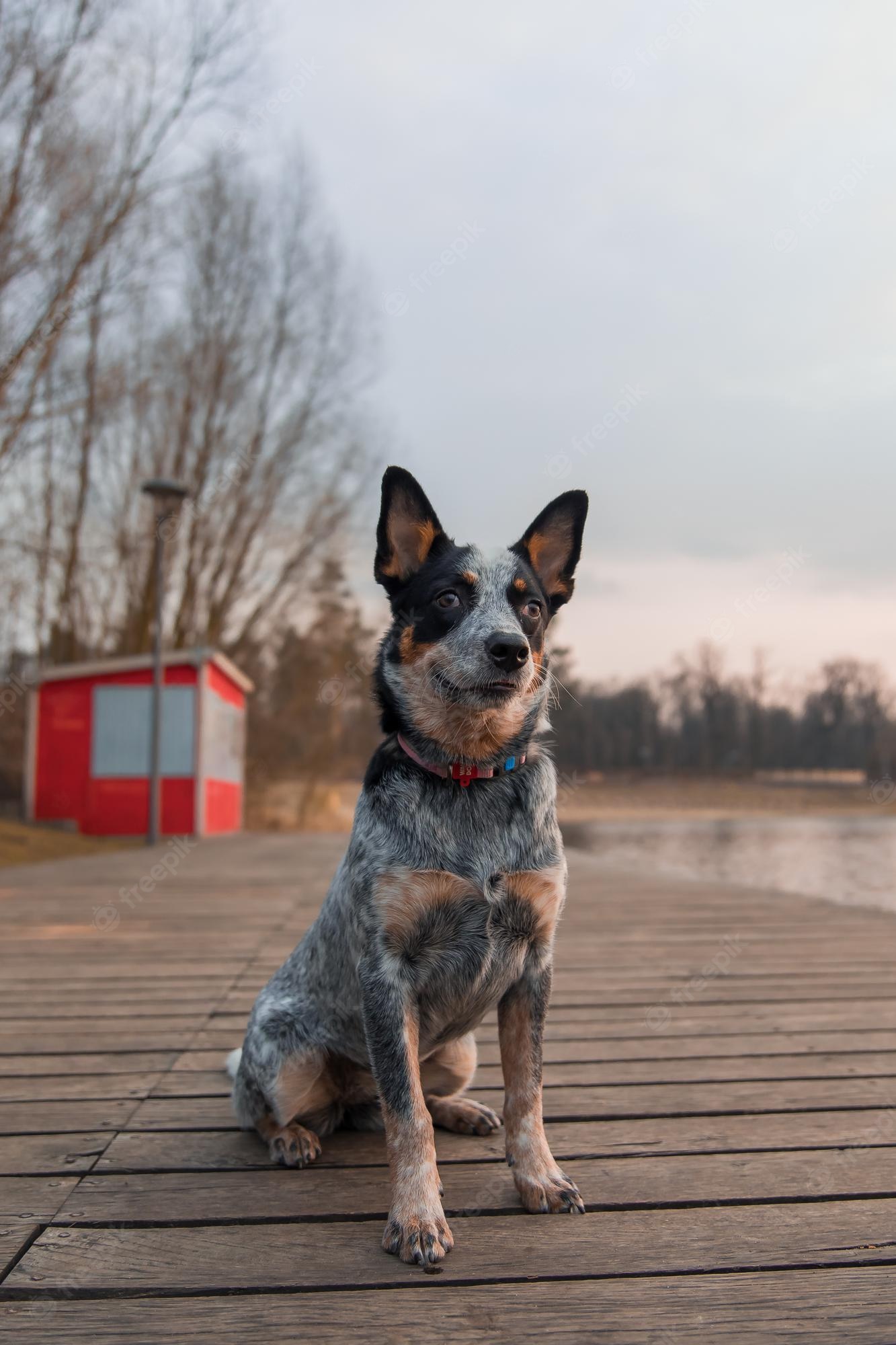 Australian Cattle Dog Wallpapers