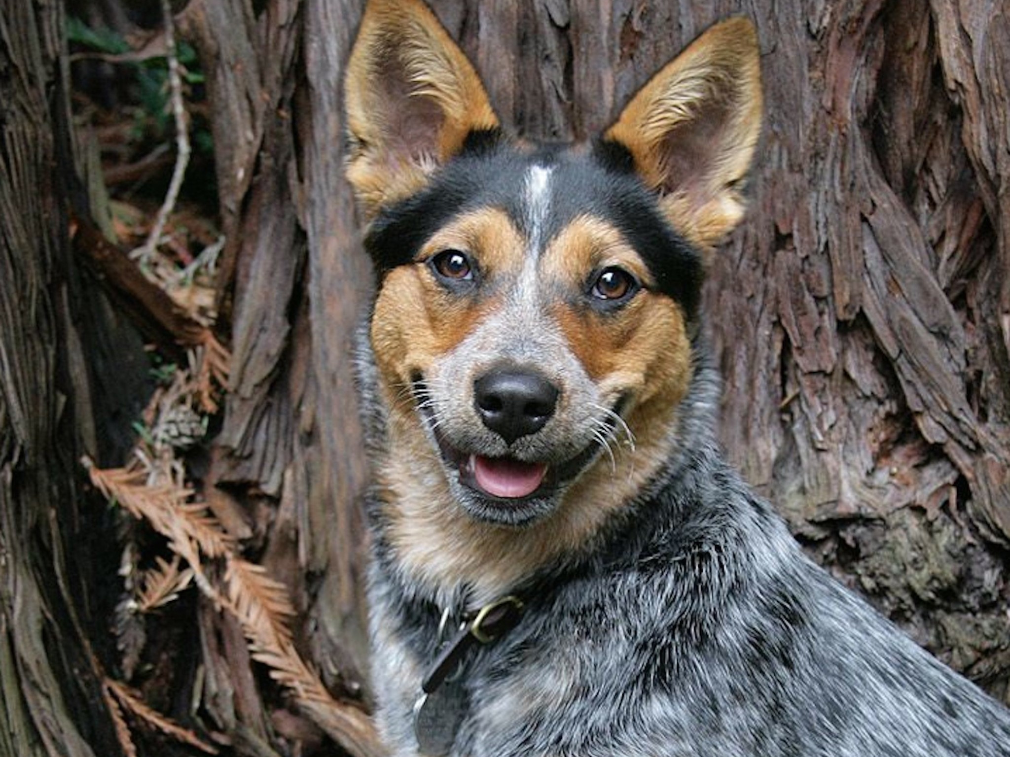 Australian Cattle Dog Wallpapers