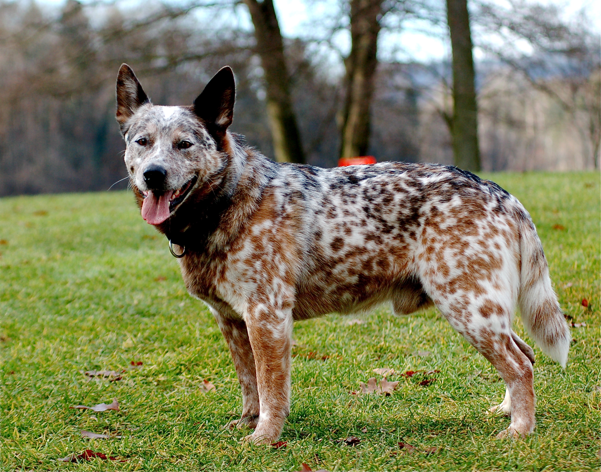 Australian Cattle Dog Wallpapers