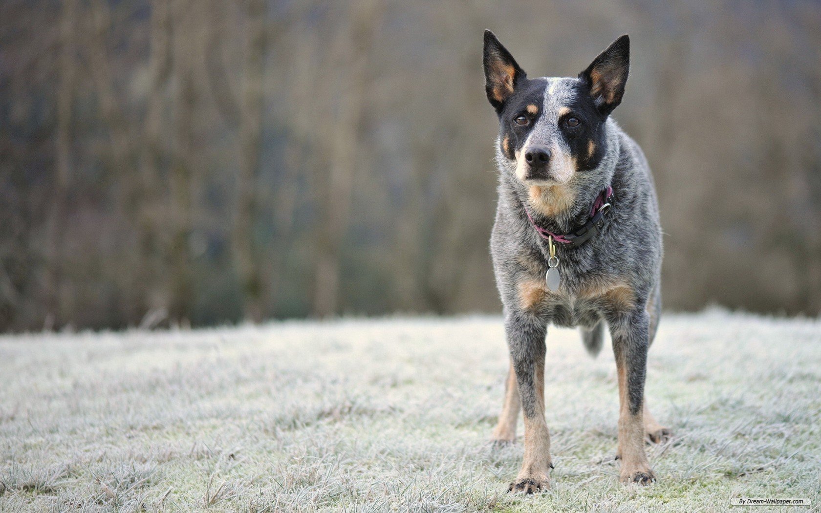 Australian Cattle Dog Wallpapers