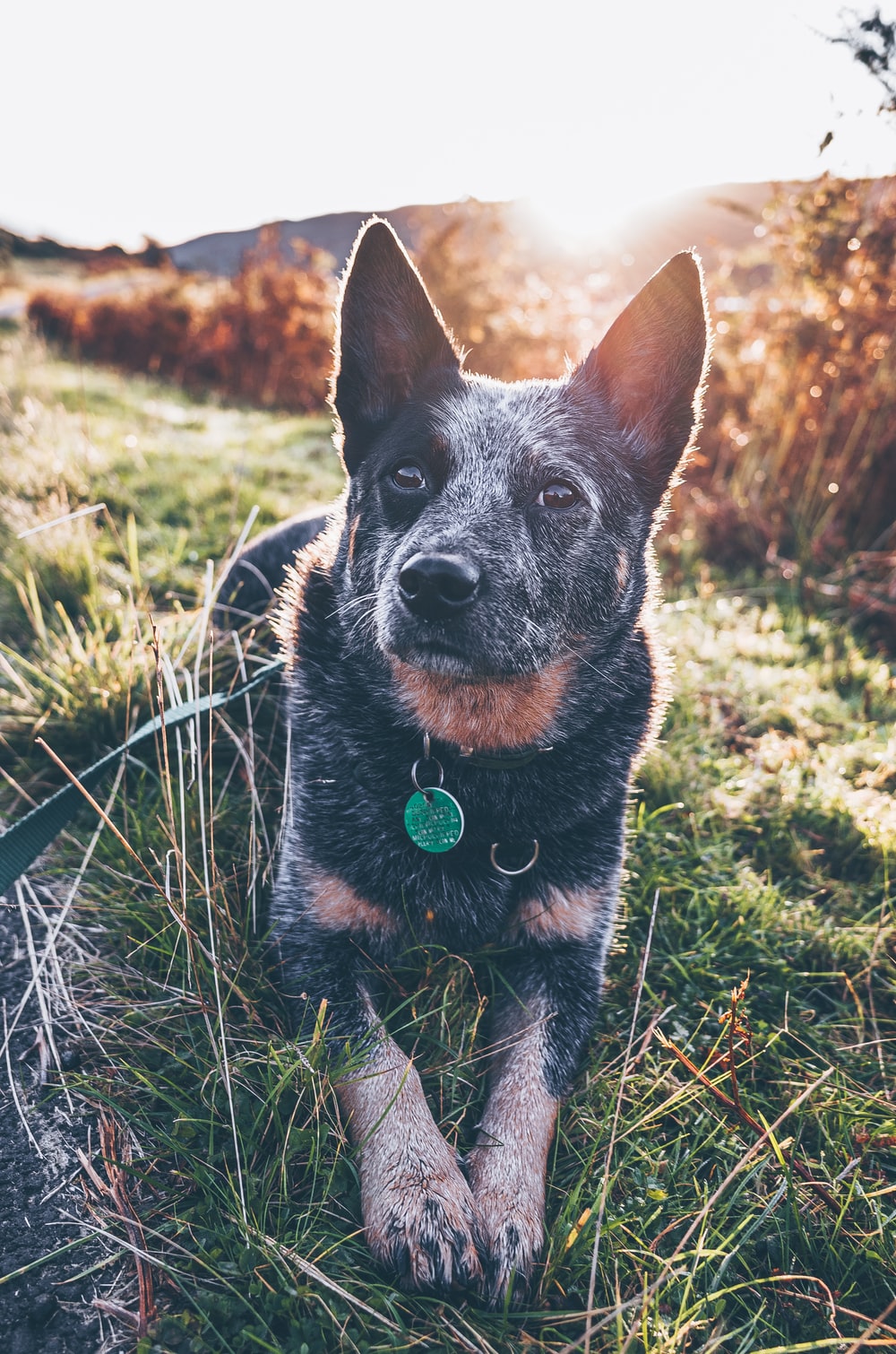 Australian Cattle Dog Wallpapers