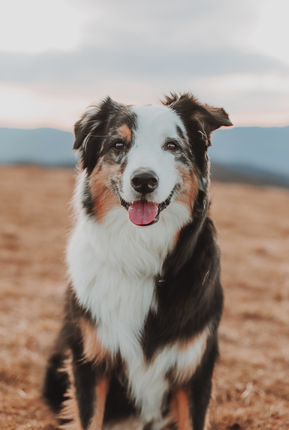 Australian Shepherd Wallpapers