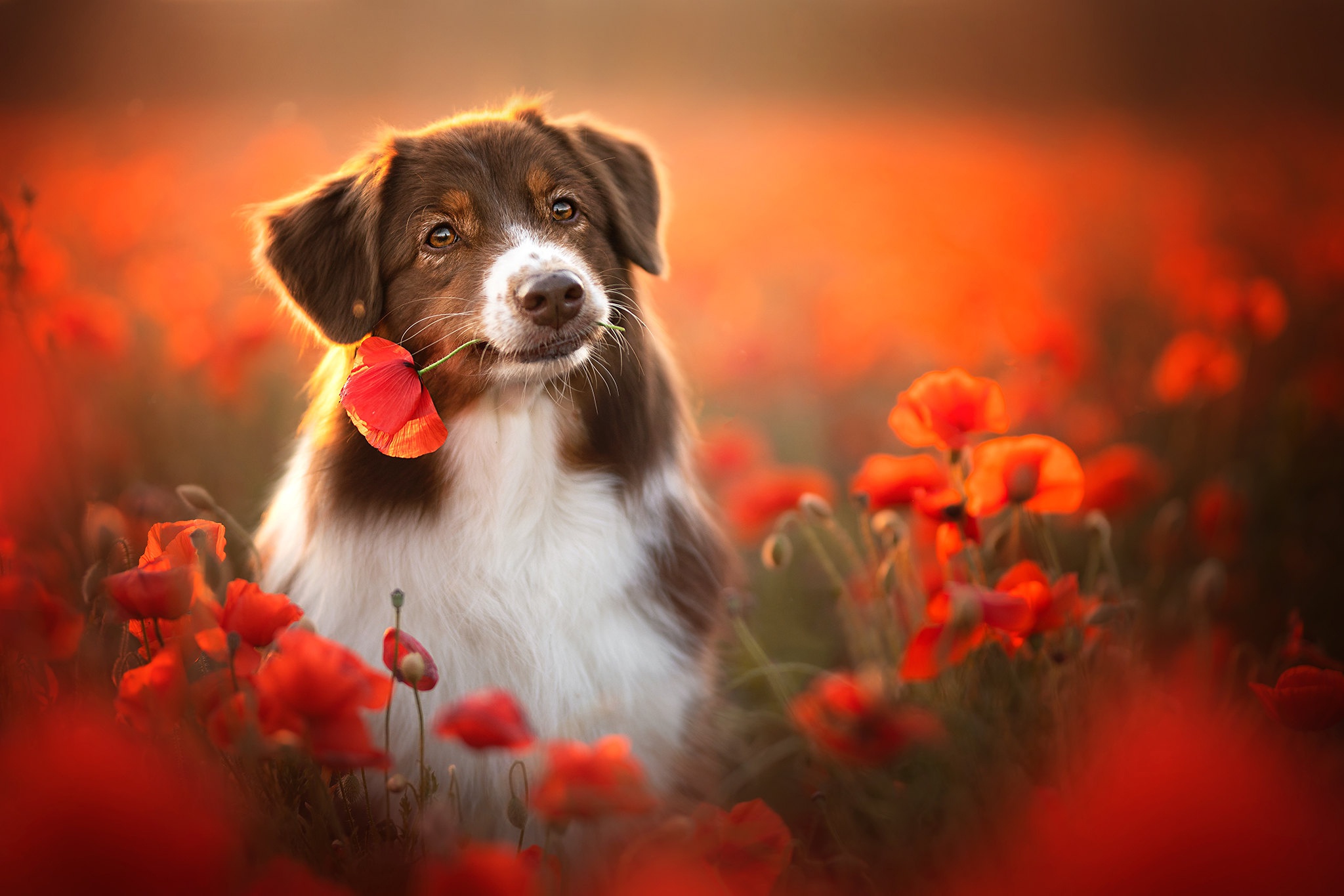 Australian Shepherd Wallpapers