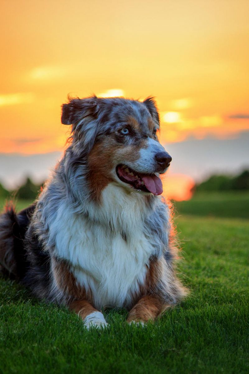 Australian Shepherd Wallpapers