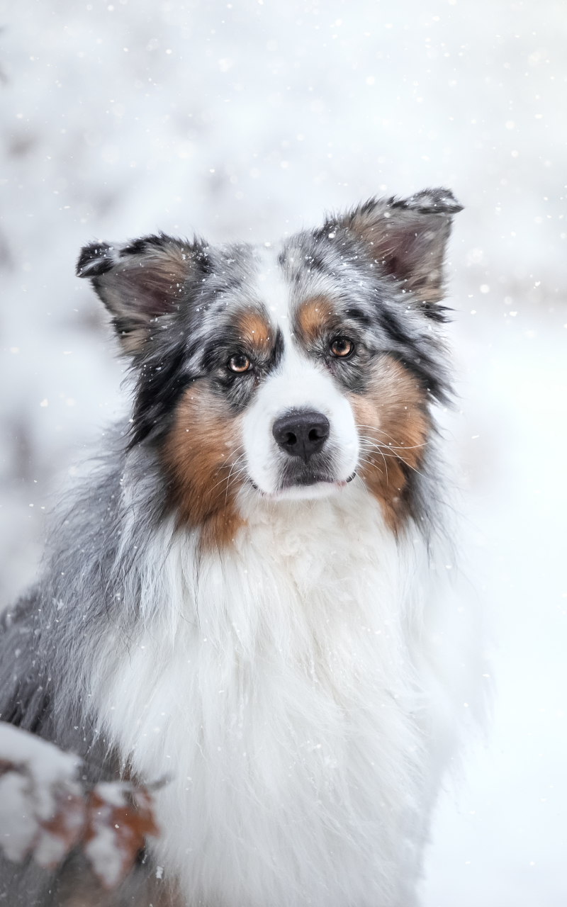 Australian Shepherd Wallpapers