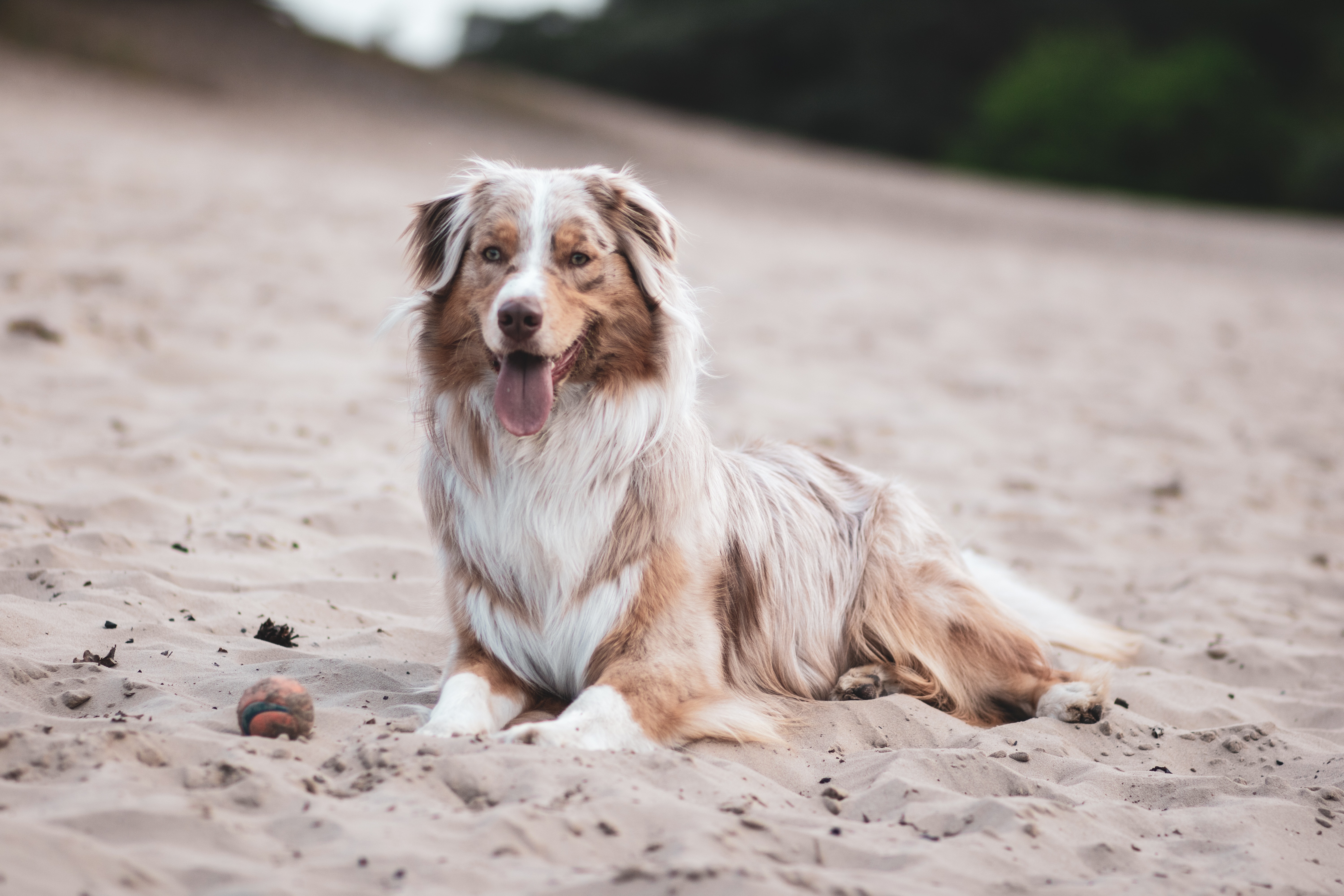 Australian Shepherd Wallpapers