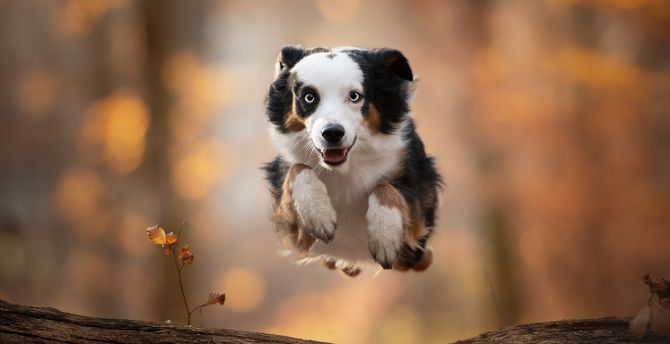 Australian Shepherd Wallpapers