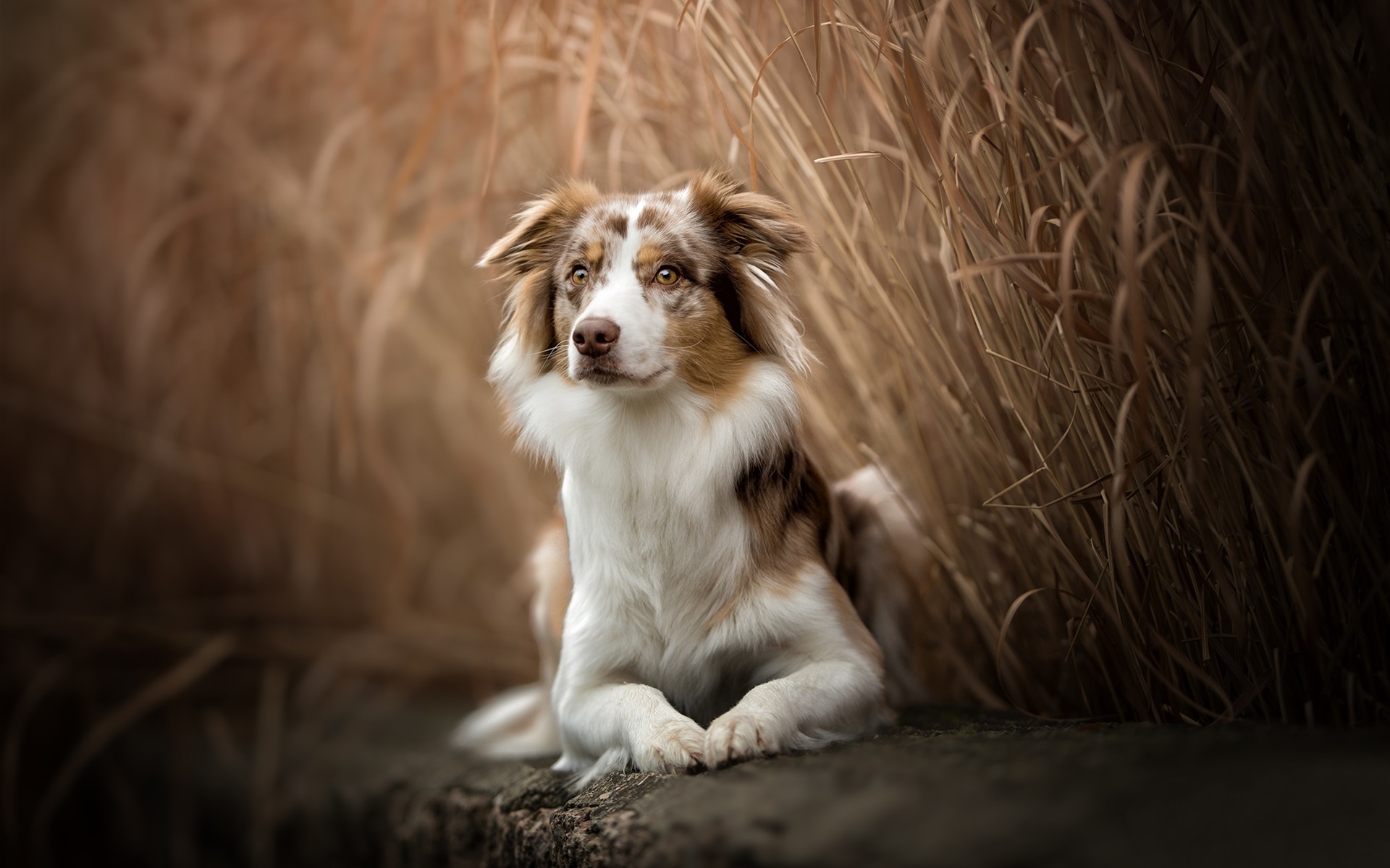 Australian Shepherd Wallpapers