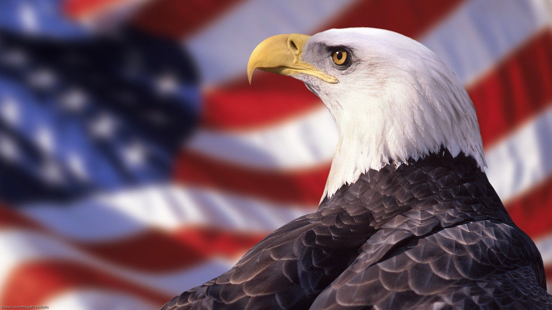 Bald Eagle Wallpapers