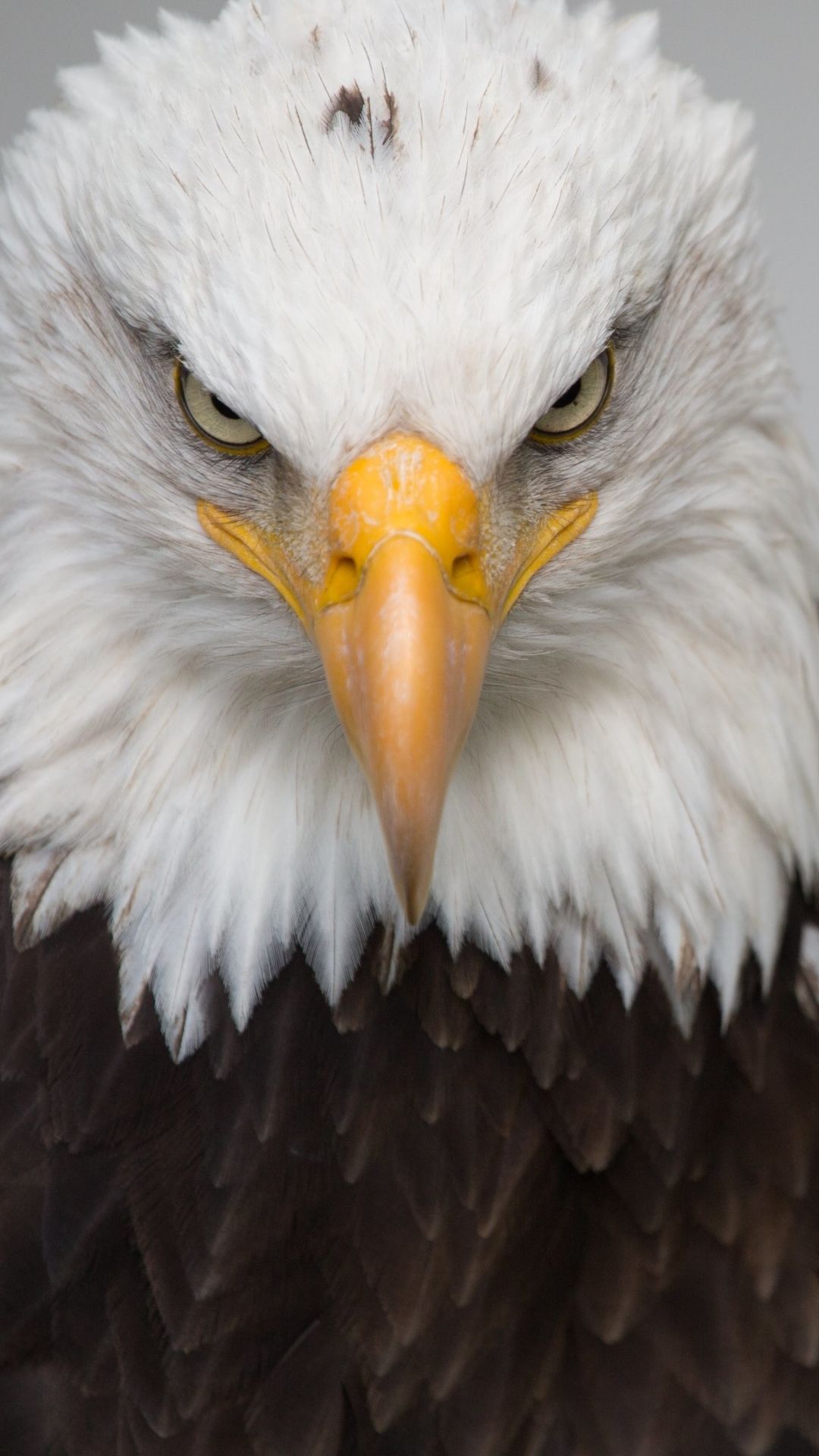 Bald Eagle Wallpapers