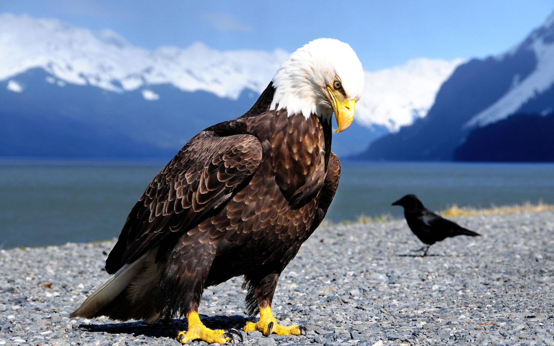 Bald Eagle Wallpapers