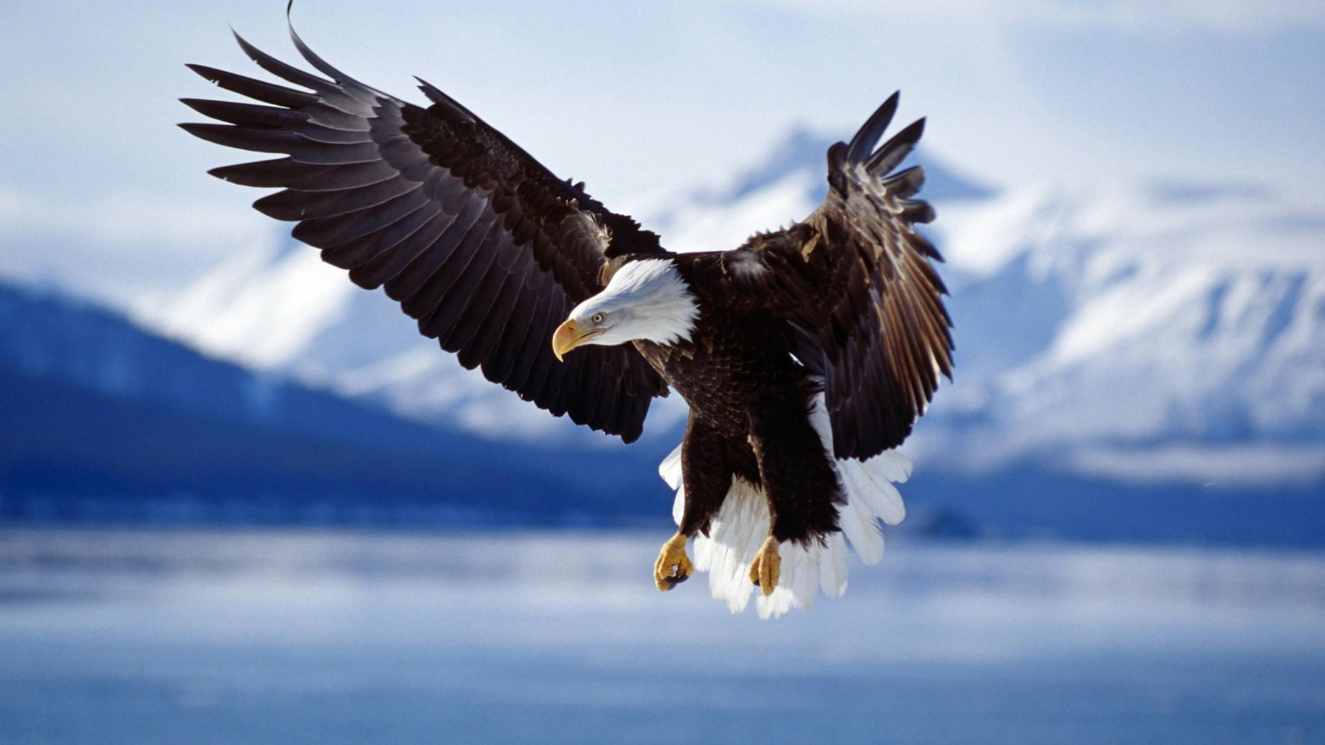 Bald Eagle Wallpapers