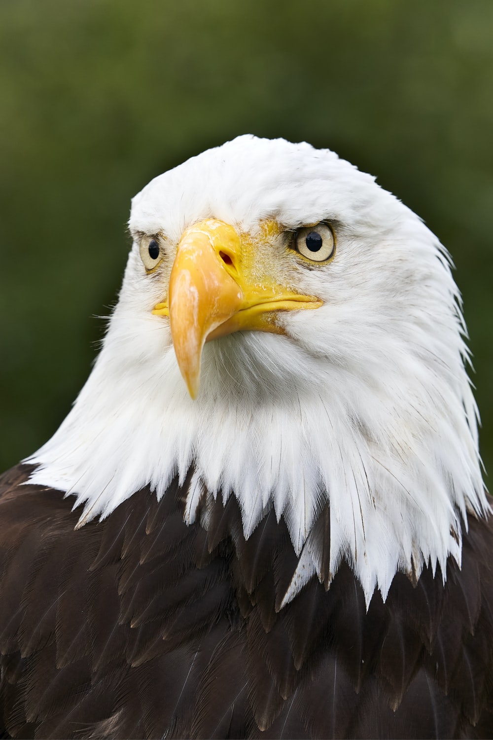 Bald Eagle Wallpapers