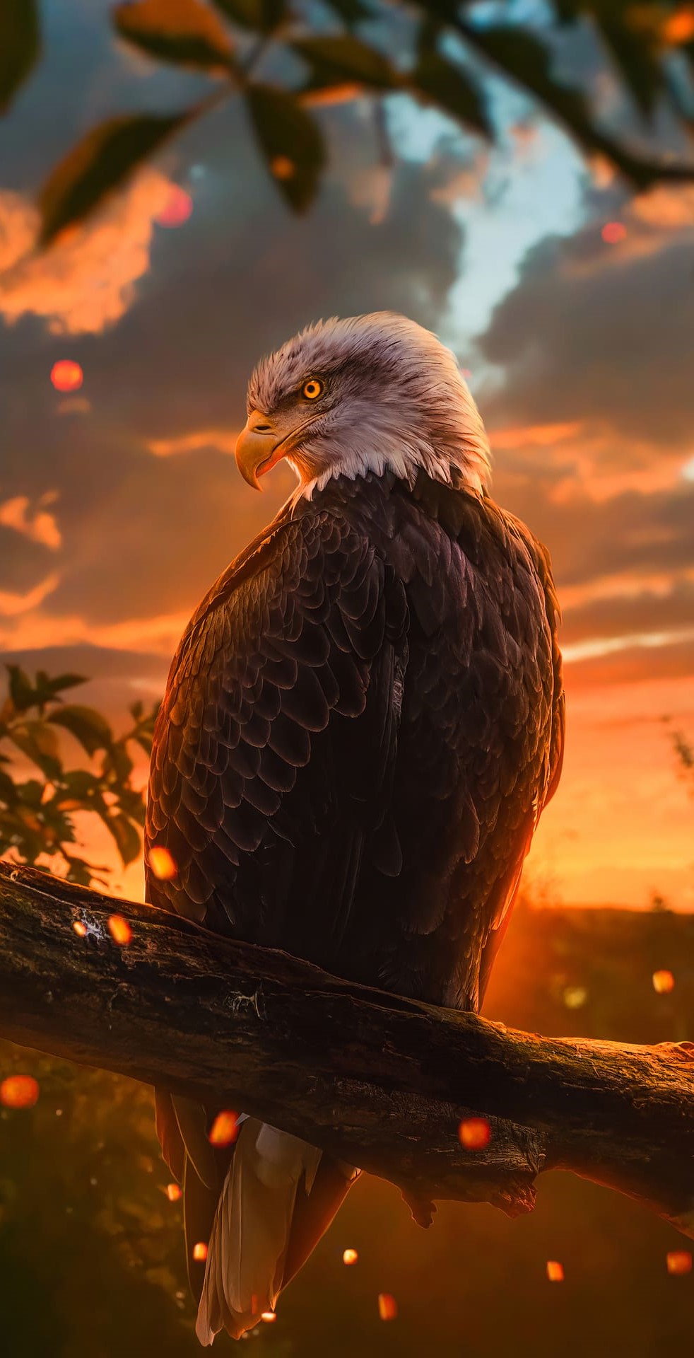 Bald Eagle Wallpapers