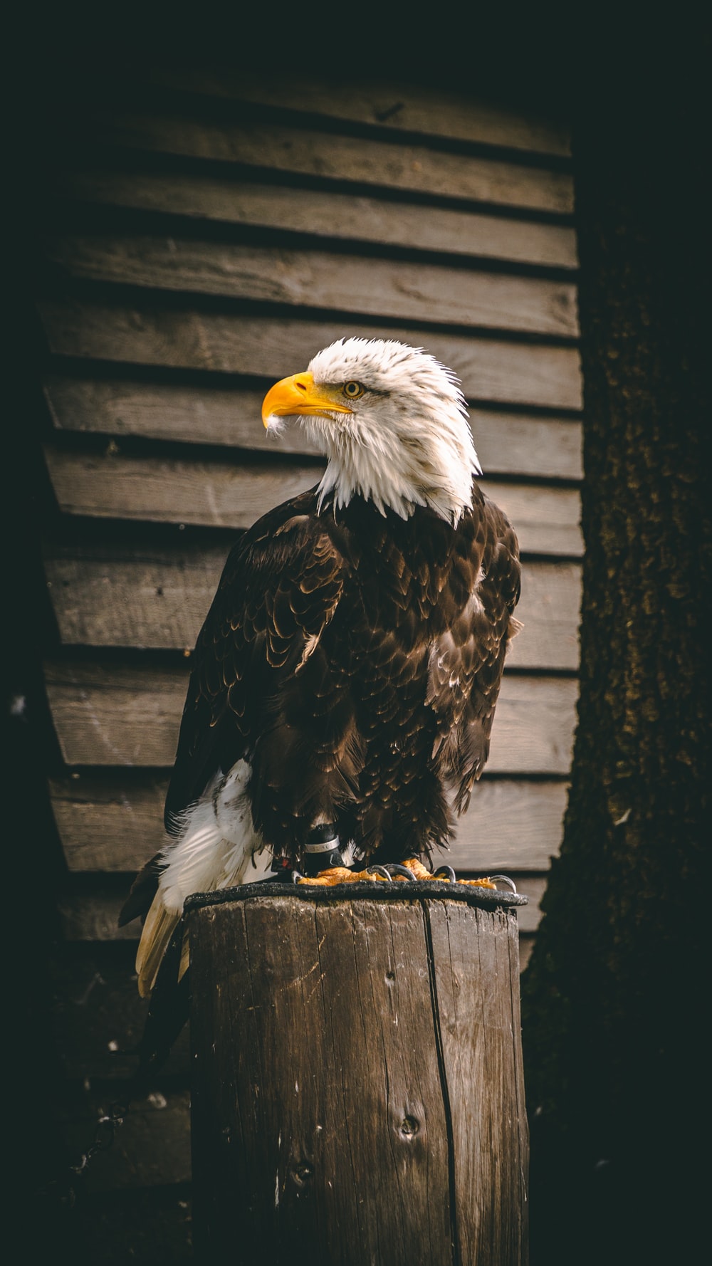 Bald Eagle Wallpapers