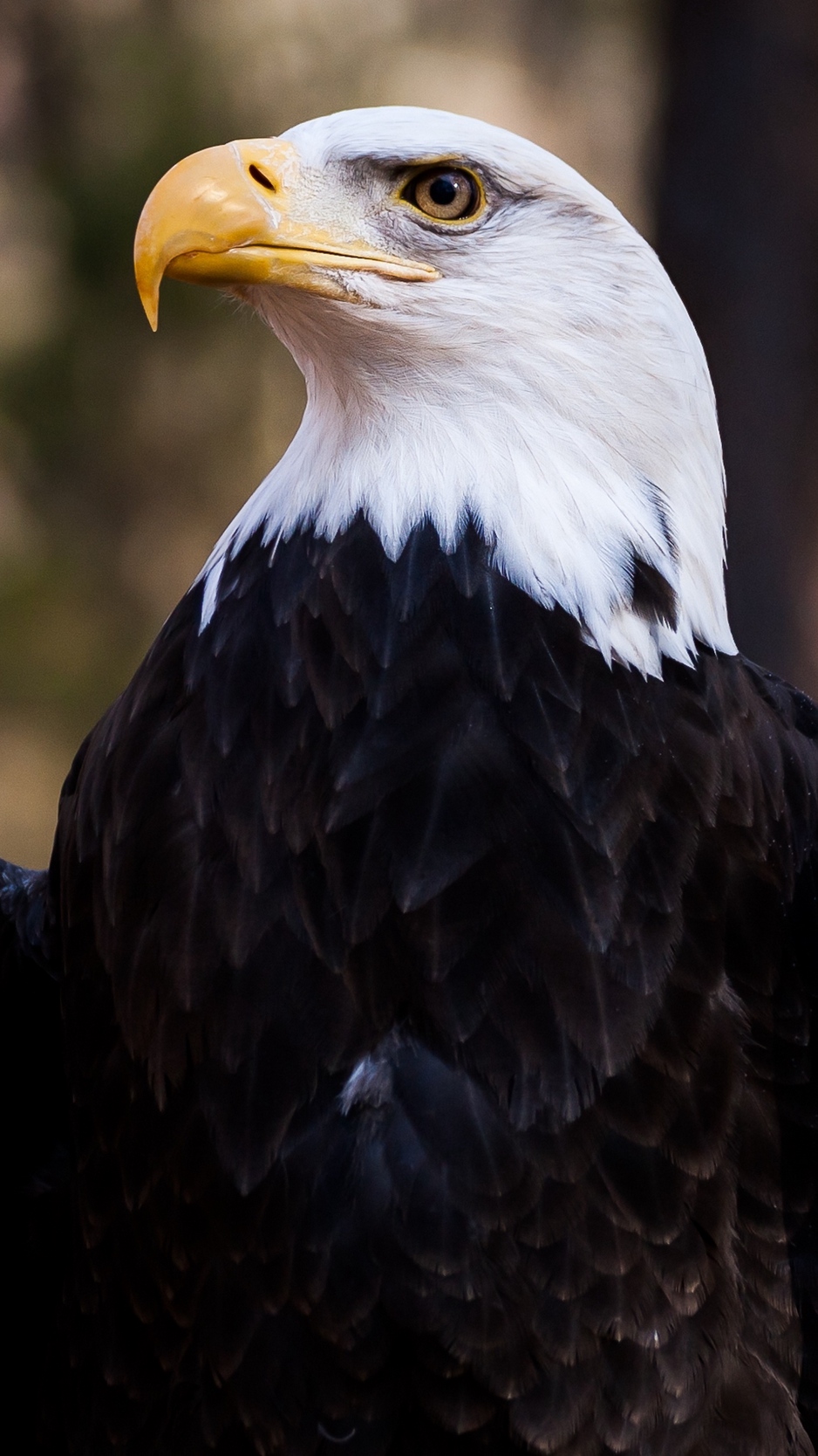 Bald Eagle Wallpapers