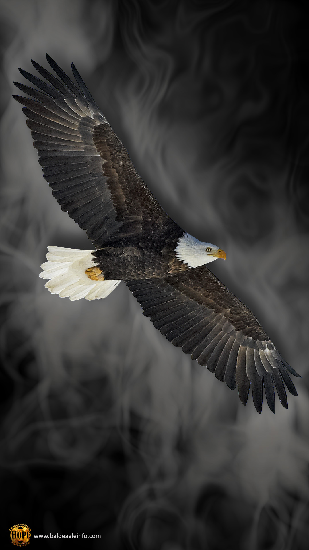 Bald Eagle Wallpapers