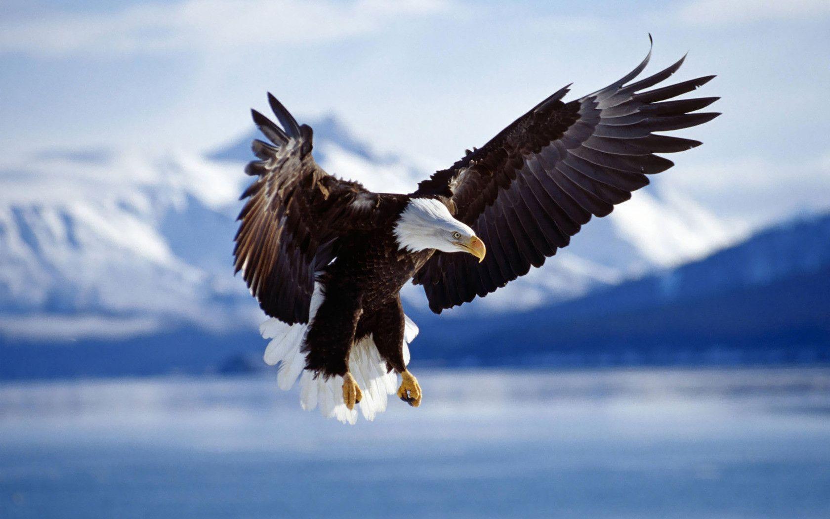 Bald Eagle Wallpapers