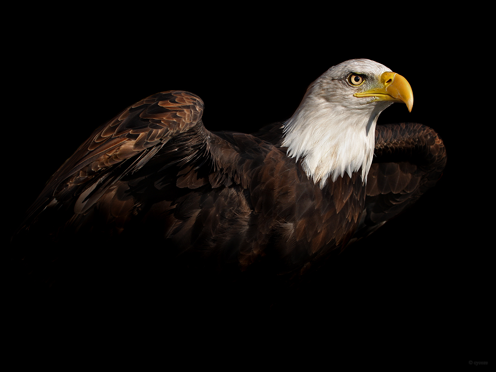 Bald Eagle Wallpapers