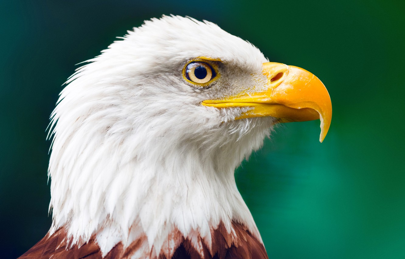 Bald Eagle Wallpapers