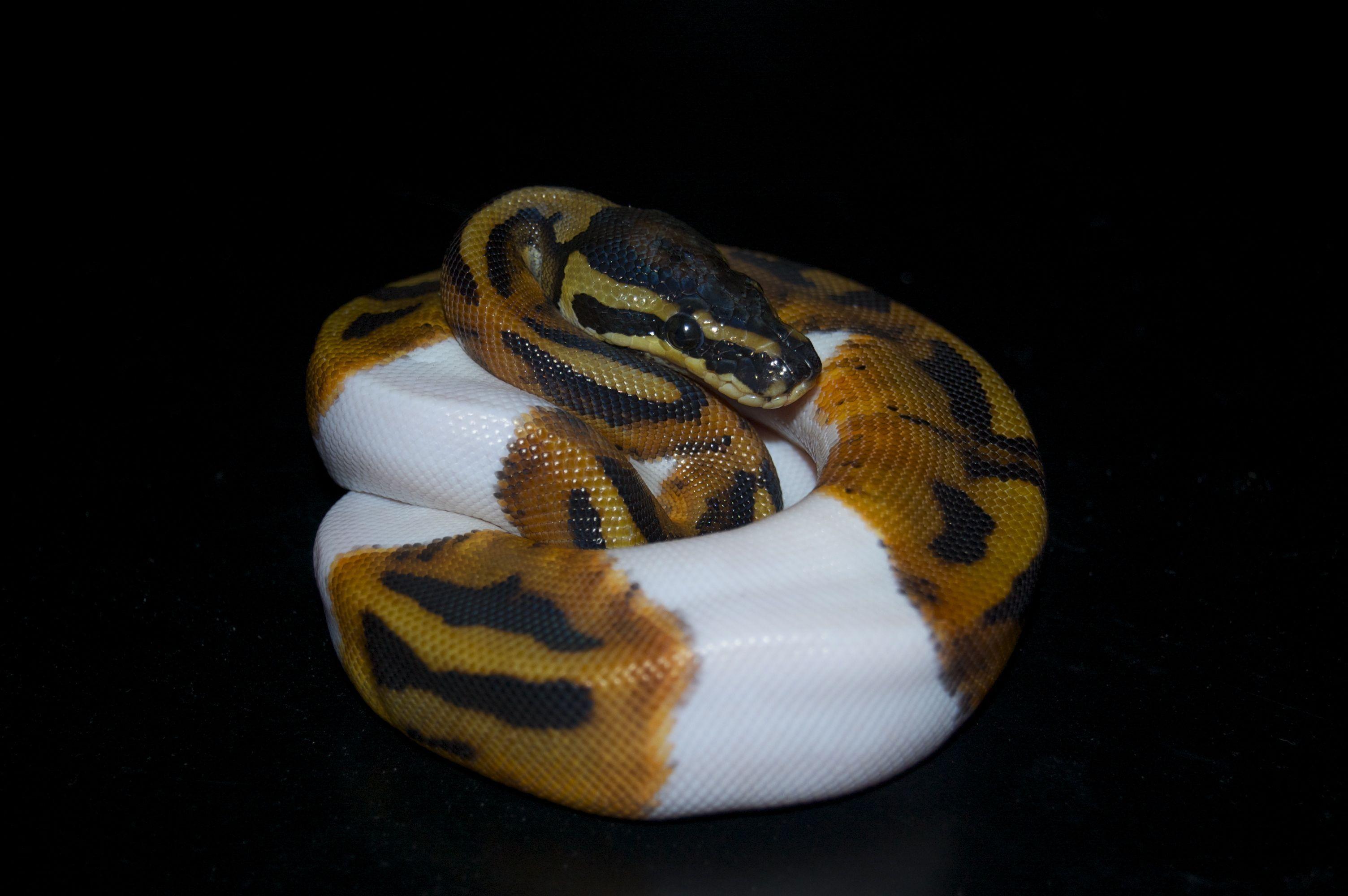 Banana Ball Python Wallpapers