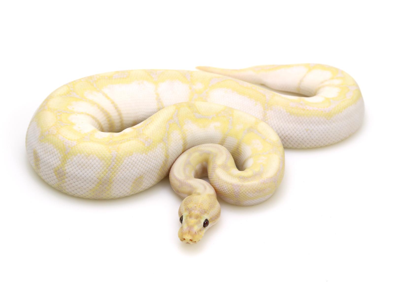 Banana Ball Python Wallpapers