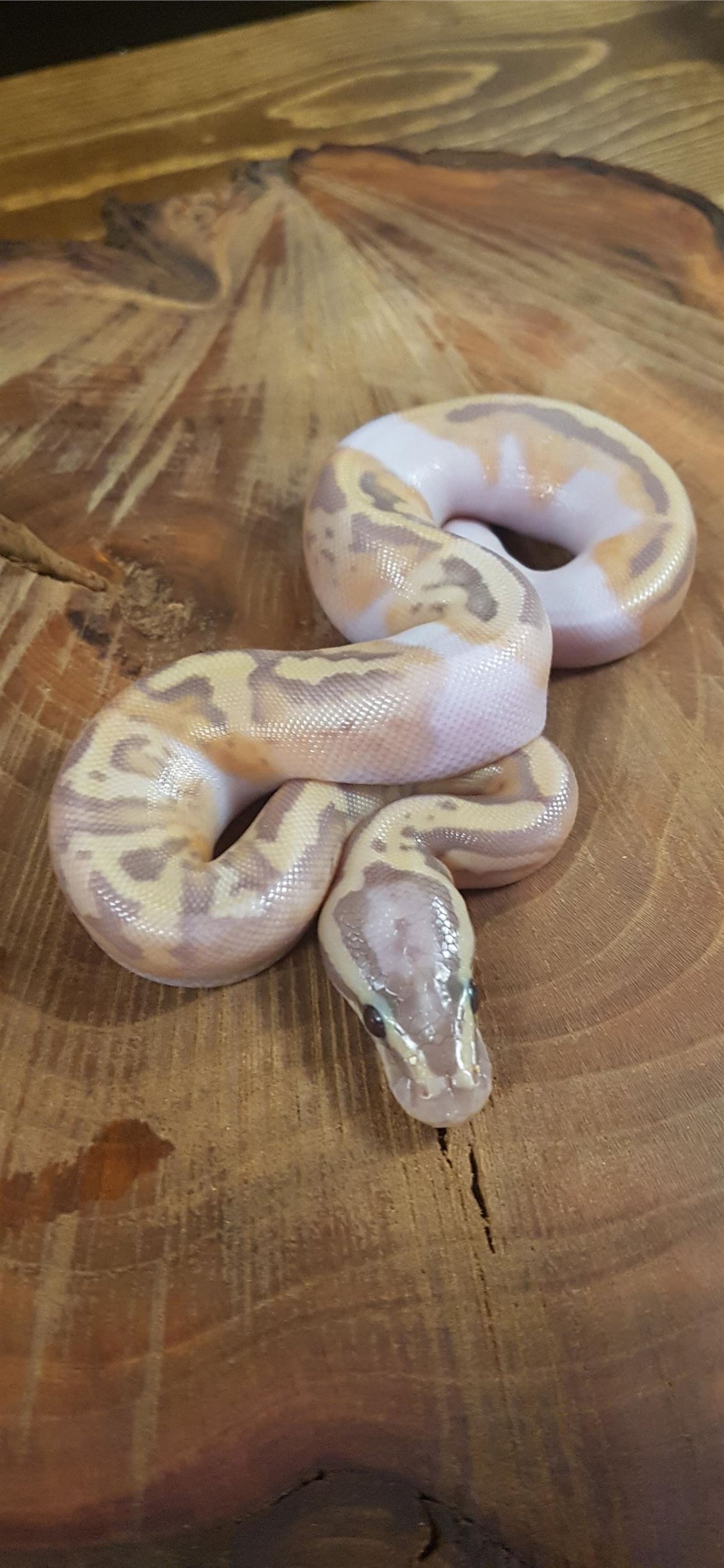 Banana Ball Python Wallpapers