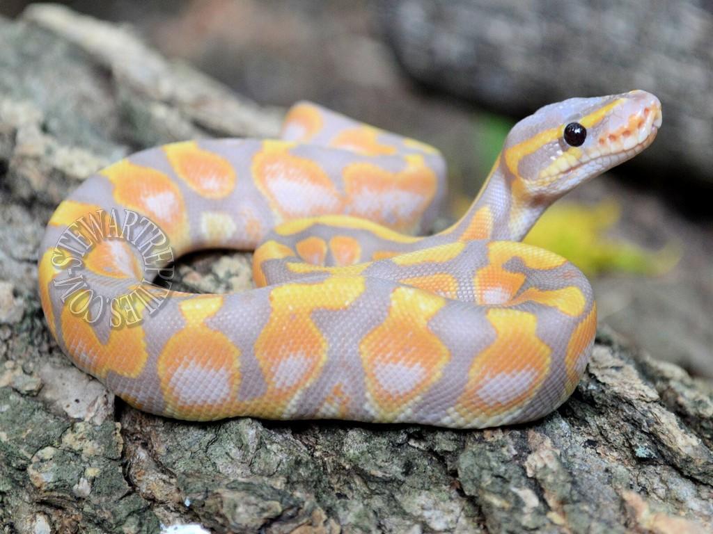 Banana Ball Python Wallpapers