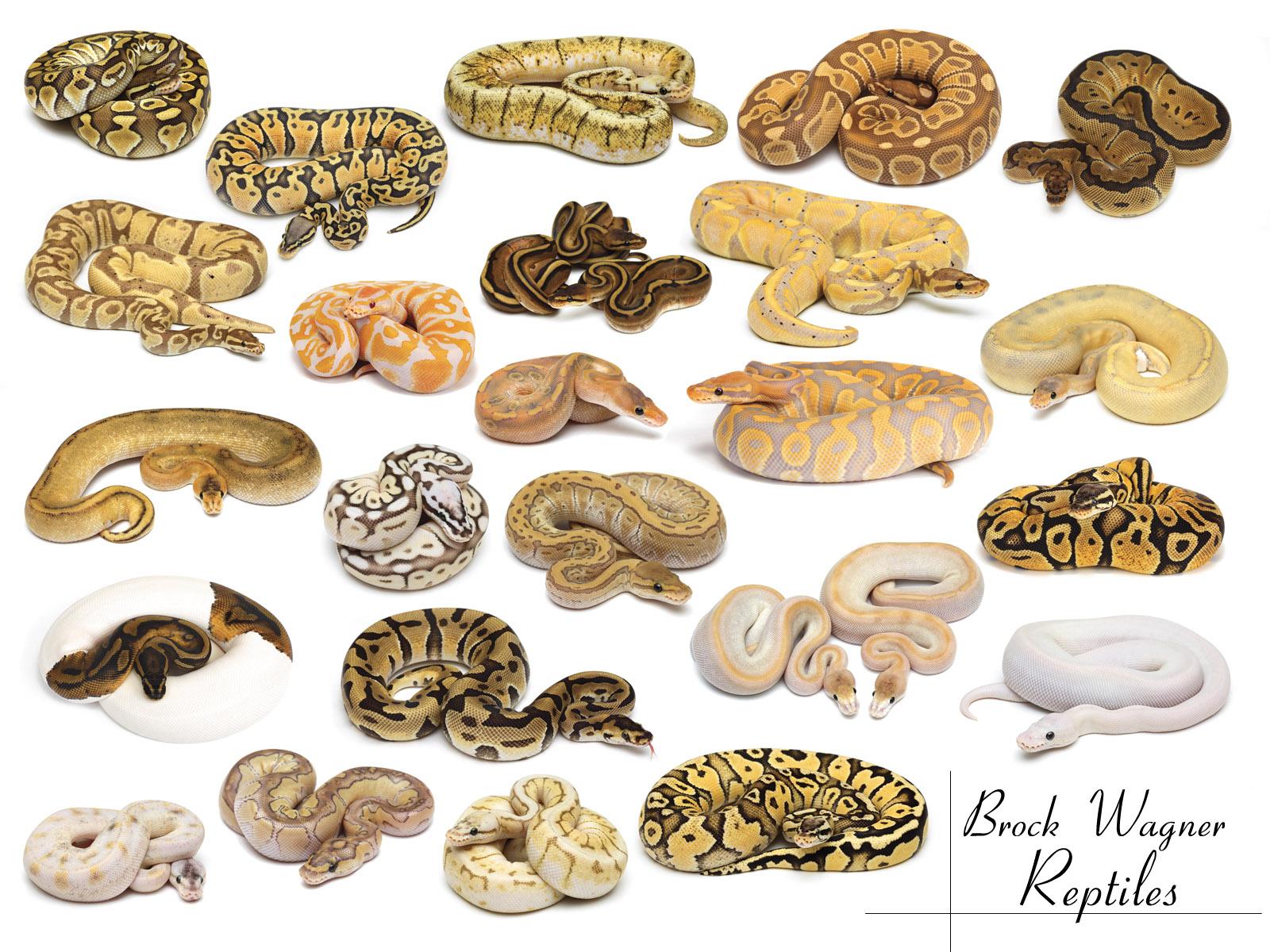 Banana Ball Python Wallpapers