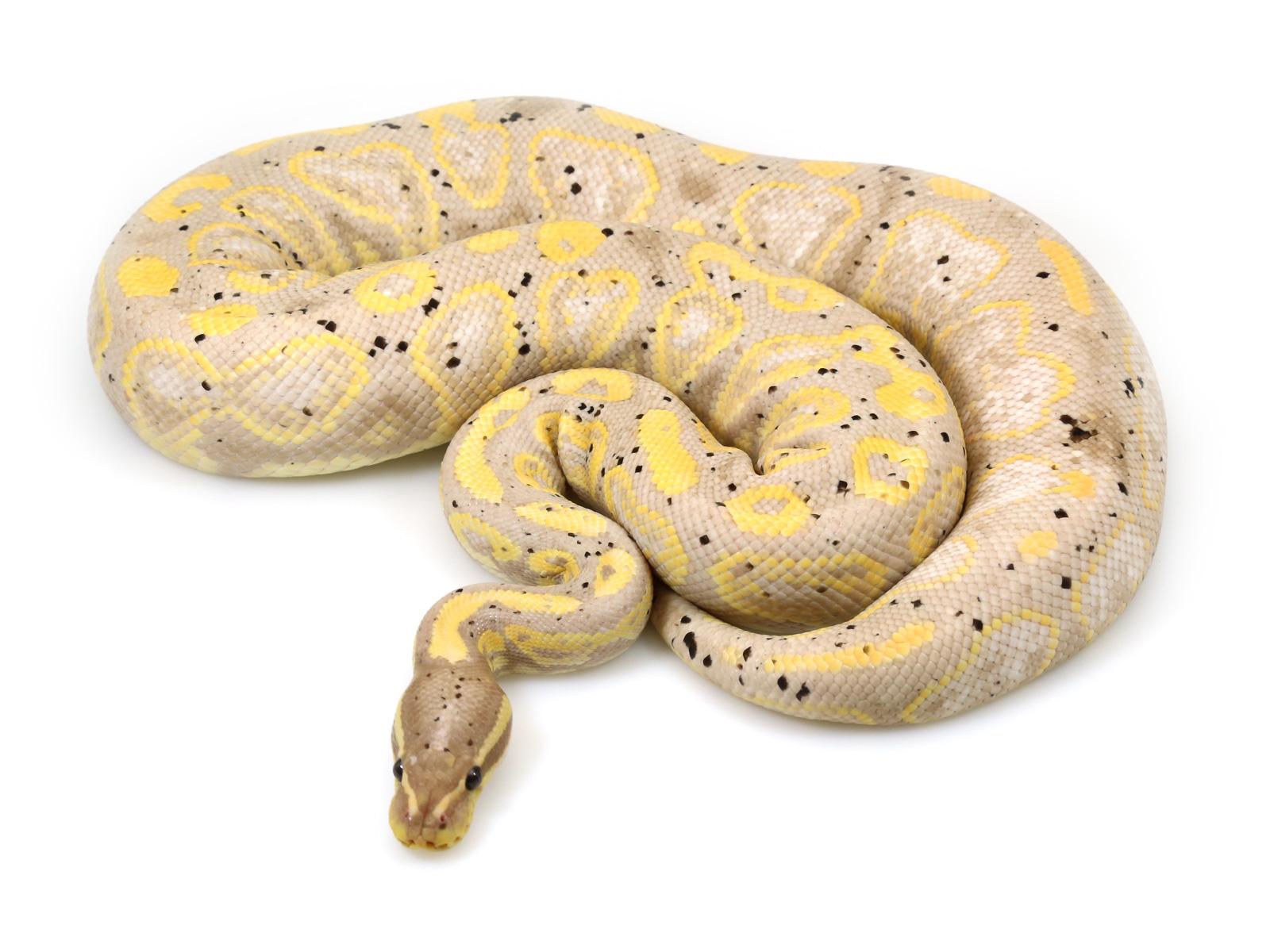 Banana Ball Python Wallpapers