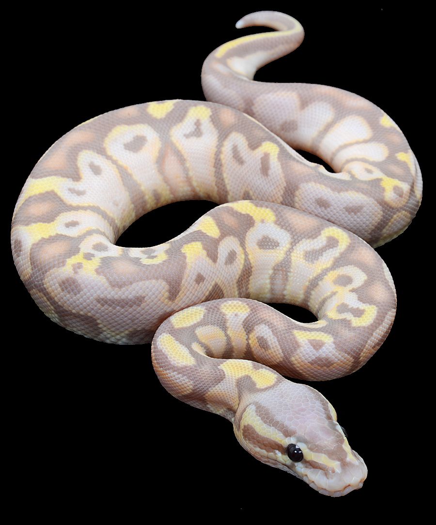 Banana Ball Python Wallpapers