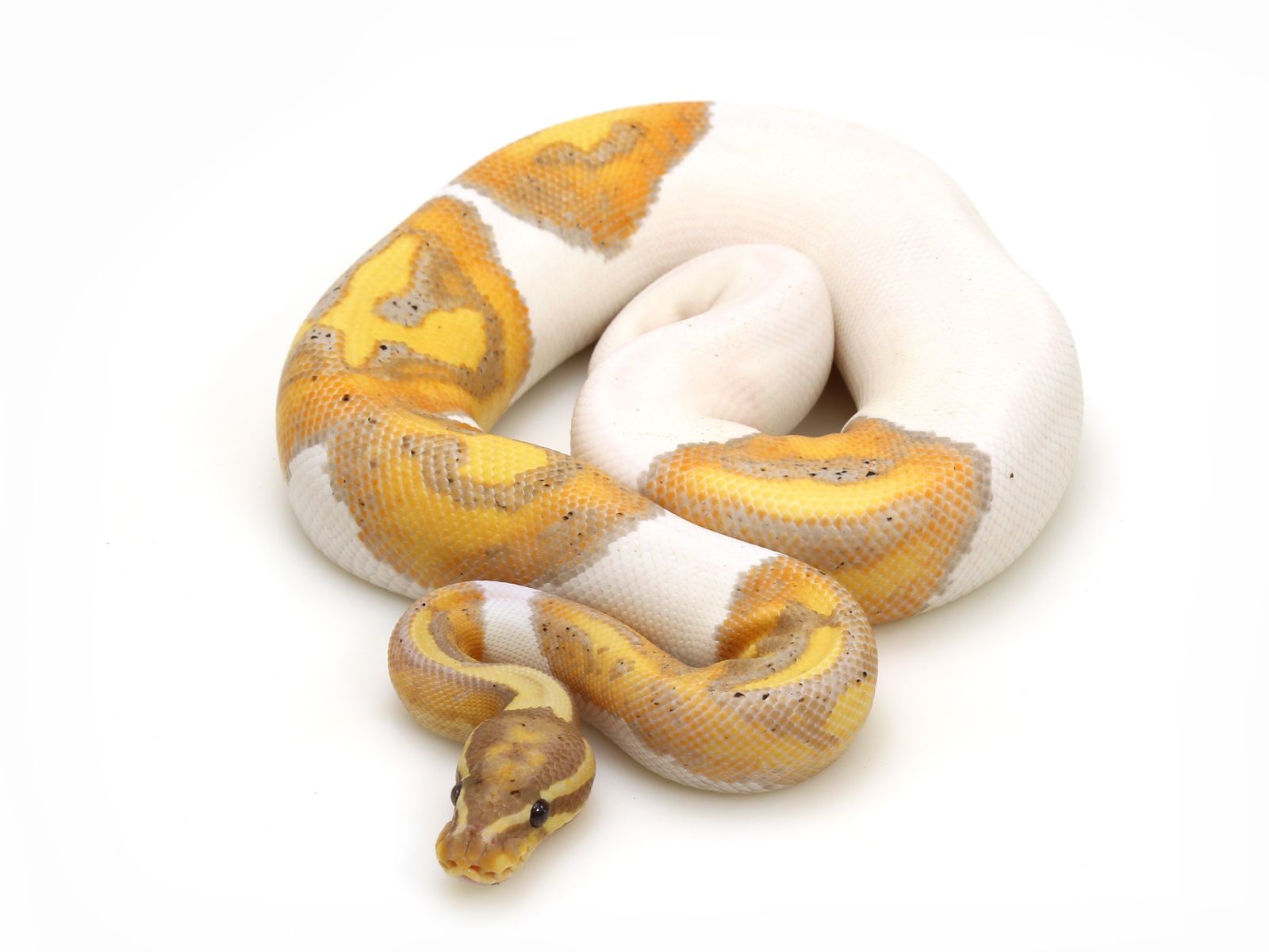 Banana Ball Python Wallpapers