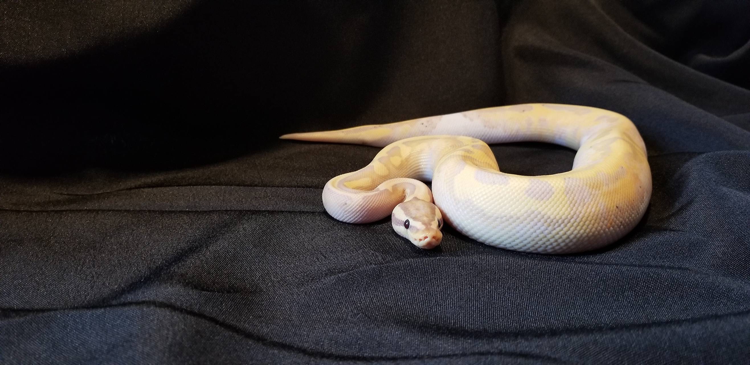 Banana Ball Python Wallpapers