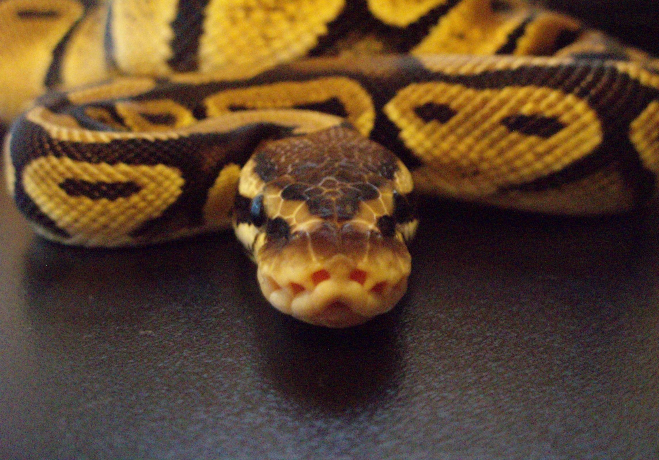 Banana Ball Python Wallpapers