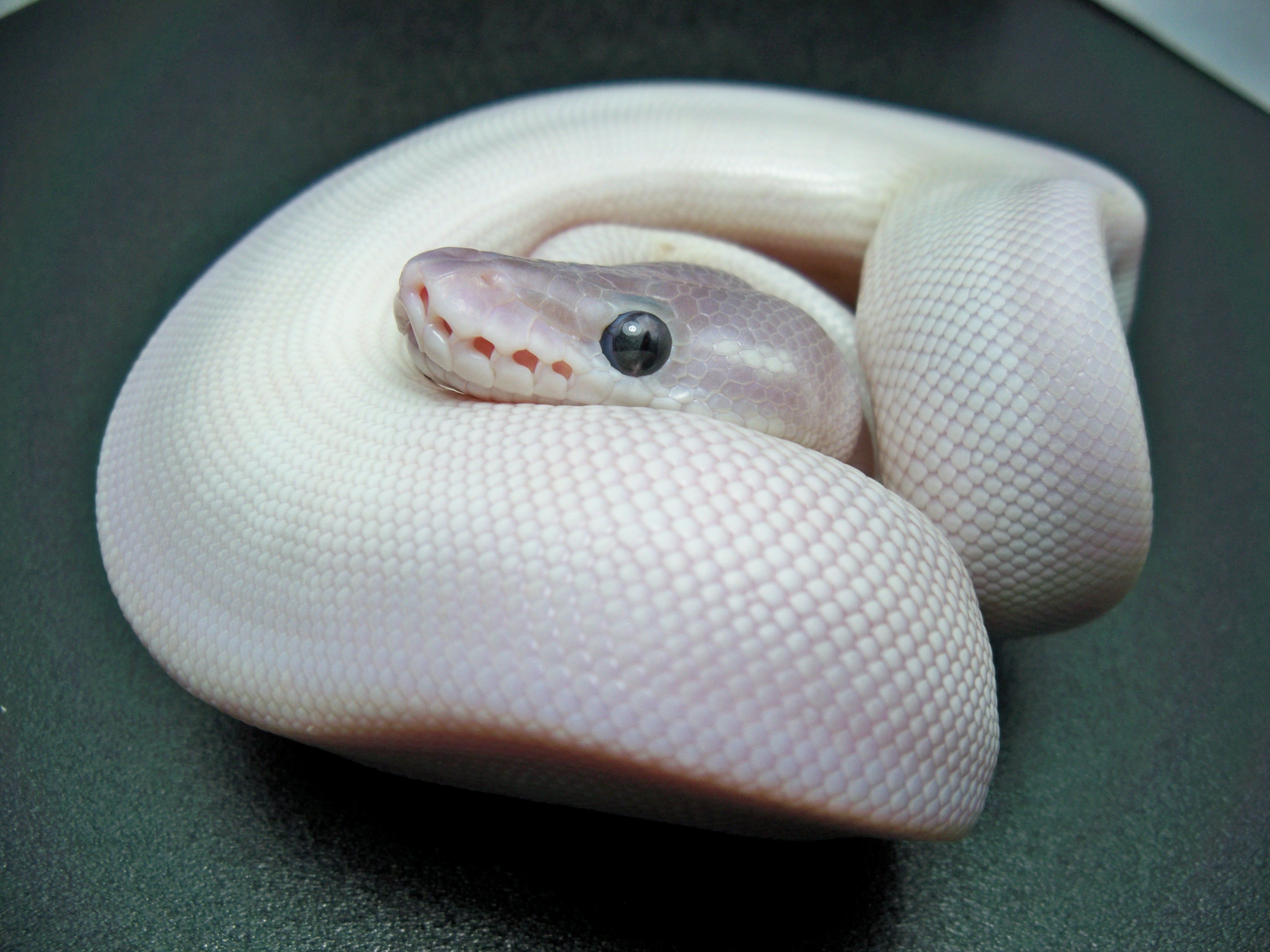 Banana Ball Python Wallpapers